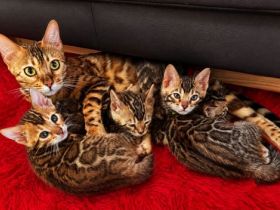 Bengal Kitten