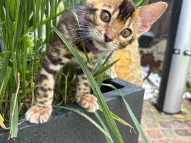 Bengal Kitten