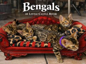 Bengal Kitten