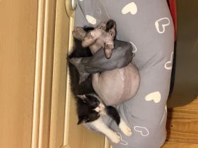 🐾 Ein liebevoller Kater sucht sein Für-immer-Zuhause 🐾