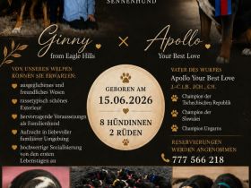 Große Schweizer Sennenhund
