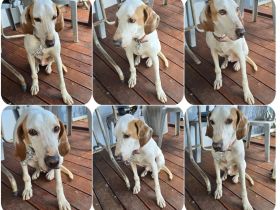Monty – freundlicher Jagdhund Mix mit guter Laune