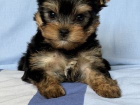 Zauberhafte Yorkshire Terrier Rüden