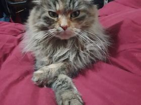 Reinrassige Maine Coon Babys