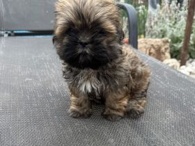 Shih-Tzu Welpe