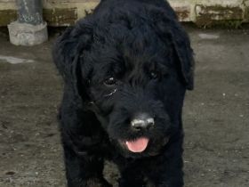 Labradoodle Welpen