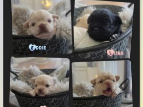 Chihuahua welpen