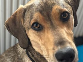 Marco, 04/25 - aktiver Junghund sucht Zuhause