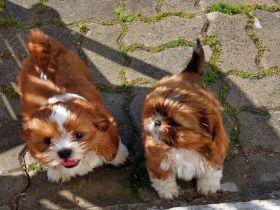 Verkaufe süsse reinrassige Shihtzu Welpen