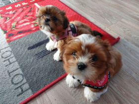 Verkaufe süsse reinrassige Shihtzu Welpen