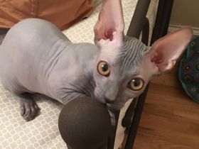 Liebevoller Sphynx-Kater sucht ein Zuhause