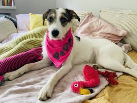 Peppi ein sehr liebes Mädchen