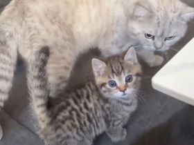 BKH Kitten Abzugeben