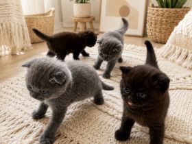 Siam- mix Kitten