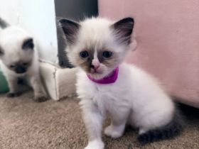 Wunderschöne Ragdoll-Kätzchen