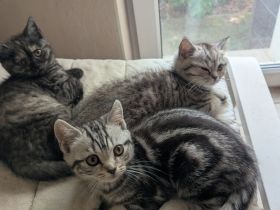 Reinrassige BKH Kitten junge / Mädchen