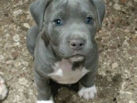 4 American Pitbull Terrier Welpen