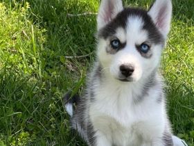 Wunderschöner Husky-Welpe sucht ein neues Zuhause.