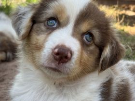 Reinrassiger Australian Shepherd Welpe Red Merle Weibchen