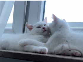 Mario und Lucy suchen ein liebevolles Zuhause.