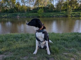 Australian Sheperd/Labrador Rüde Louie sucht ein zu Hause