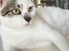 Schmusekater Dino braucht dringend wieder ein Zuhause - eilt sehr!