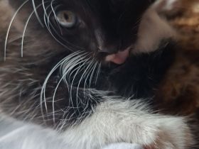 Kitten Babys