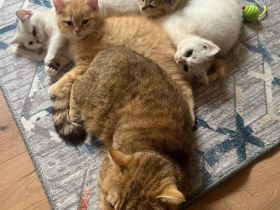Reinrassige BKH Kitten