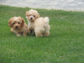 Maltipoo  Welpen