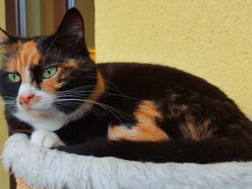 3 farbige Hauskatze