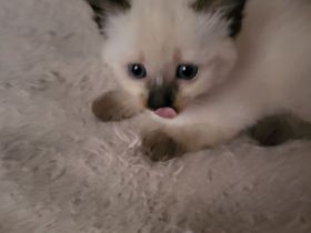 Siamkatze Kitten