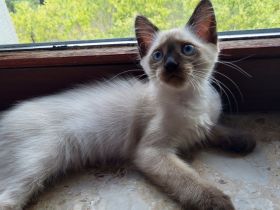 Siamkatze Kitten reinrassig