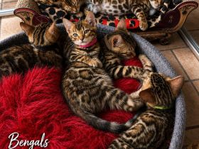 Bengal Kitten