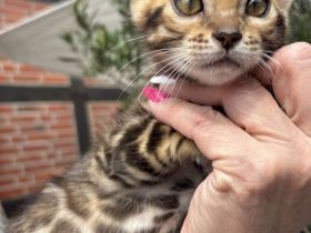 Bengal Kitten