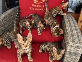 Bengal Kitten