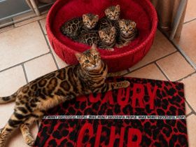 Bengal Kitten