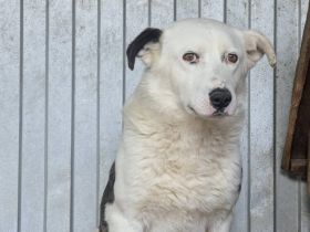 Schüchterner Gentleman Finnlay sucht geduldiges Zuhause