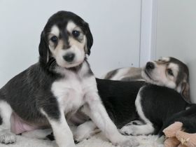 Saluki Welpen