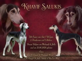 Saluki Welpen