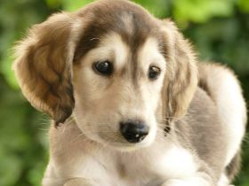 Saluki Welpen