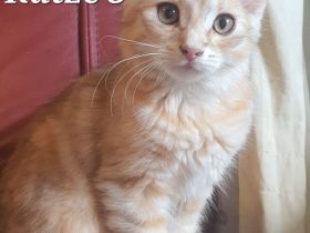 Sibirische Katze waldkatze
