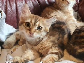 Sibirische Katze