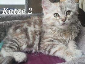 Sibirische Katze waldkatze