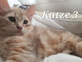 Sibirische Katze waldkatze