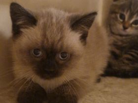 WUNDERSCHÖNE Kitten