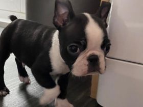 Weiblicher Boston-Terrier-Welpe sucht ein liebevolles Zuhause