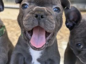Französische Bulldoggenwelpen – liebevoll aufgezogen