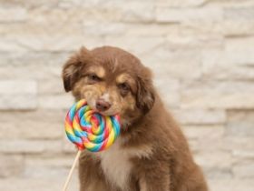 Mini Australian Shepherd Welpen