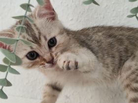 Bengal Mix Kater