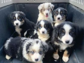 Australische Schäferhundwelpen suchen ein neues Zuhause